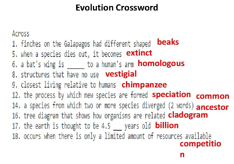Evolution Crossword beaks extinct homologous vestigial chimpanzee speciation common ancestor cladogram billion competitio n