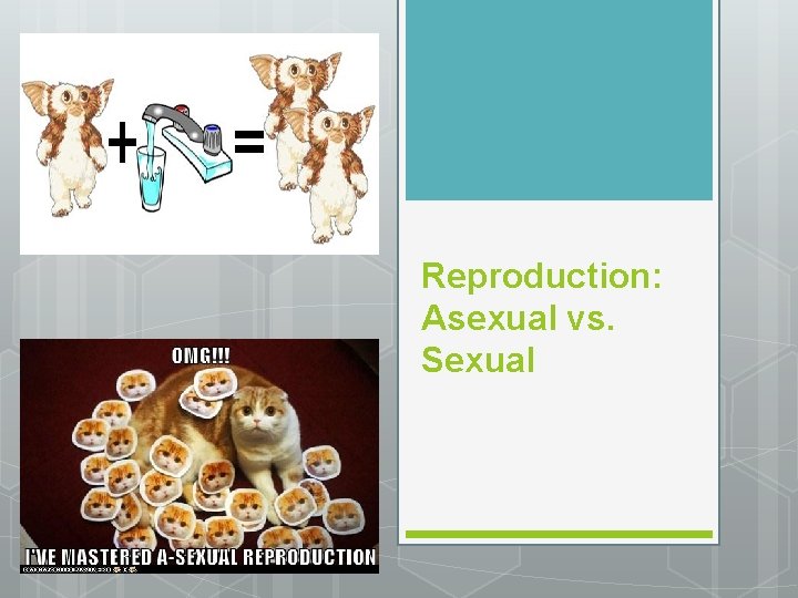 Reproduction: Asexual vs. Sexual 