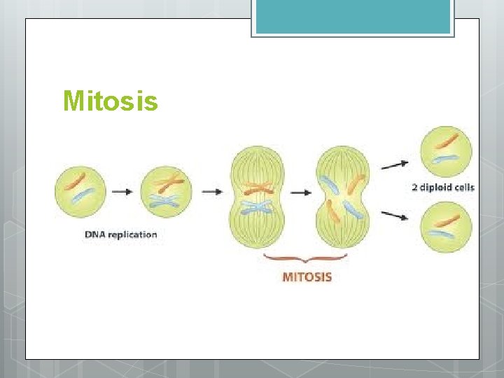 Mitosis 