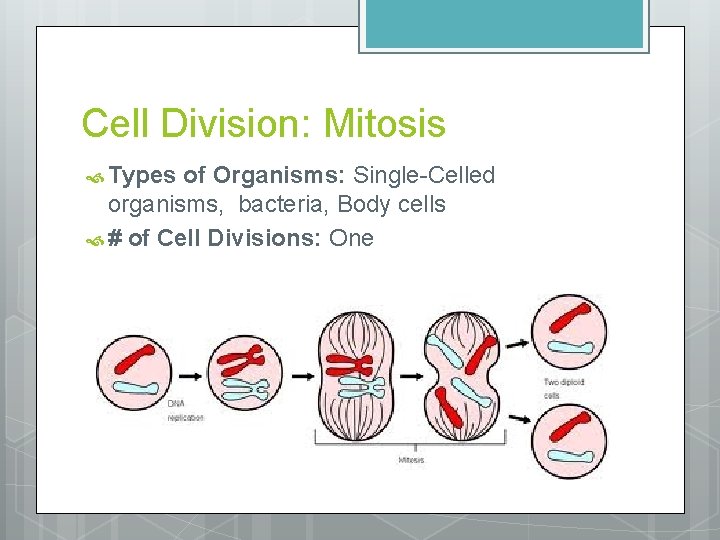 Cell Division: Mitosis Types of Organisms: Single-Celled organisms, bacteria, Body cells # of Cell