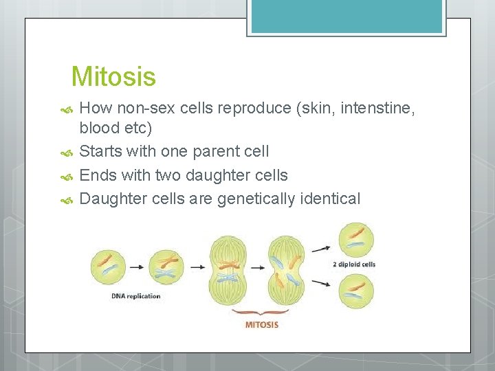 Mitosis How non-sex cells reproduce (skin, intenstine, blood etc) Starts with one parent cell