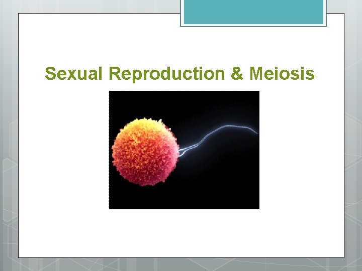 Sexual Reproduction & Meiosis 