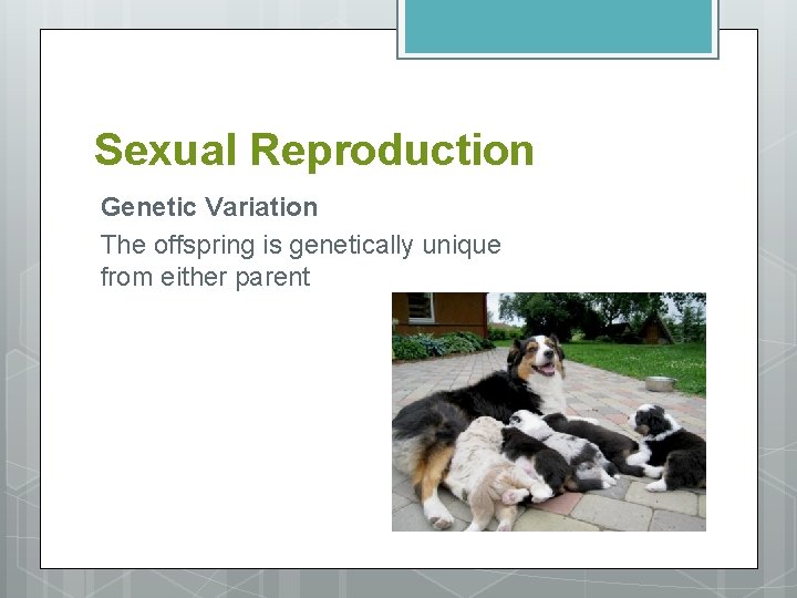 Sexual Reproduction Genetic Variation The offspring is genetically unique from either parent 