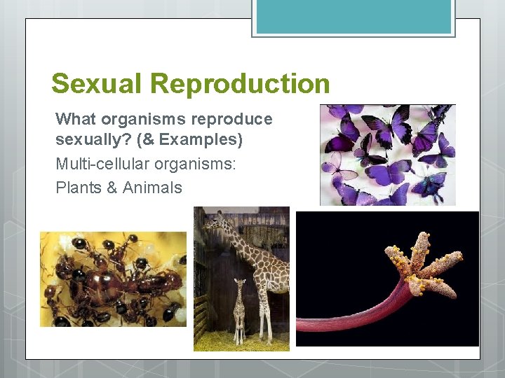 Sexual Reproduction What organisms reproduce sexually? (& Examples) Multi-cellular organisms: Plants & Animals 