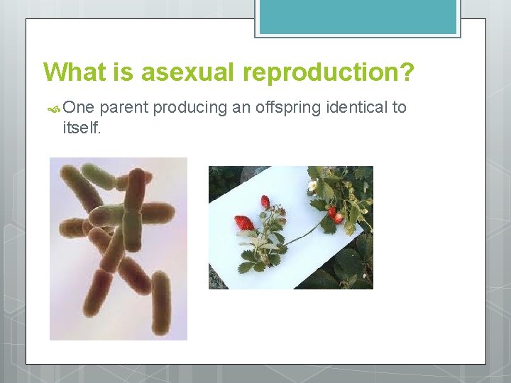 What is asexual reproduction? One parent producing an offspring identical to itself. 