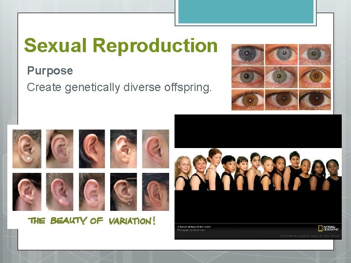 Sexual Reproduction Purpose Create genetically diverse offspring. 