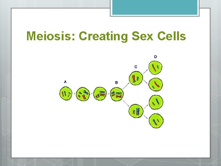 Meiosis: Creating Sex Cells 