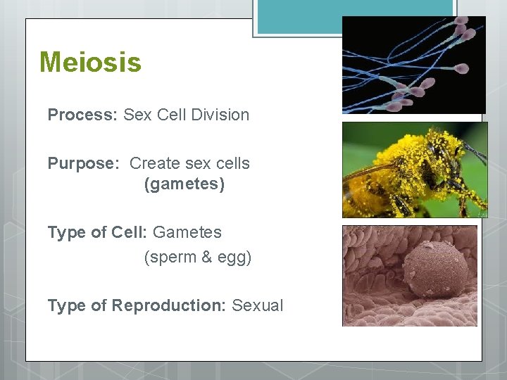 Meiosis Process: Sex Cell Division Purpose: Create sex cells (gametes) Type of Cell: Gametes