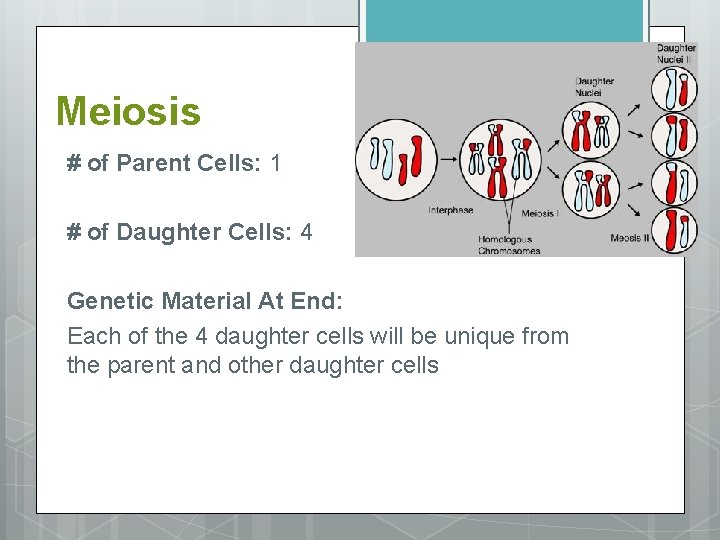 Meiosis # of Parent Cells: 1 # of Daughter Cells: 4 Genetic Material At