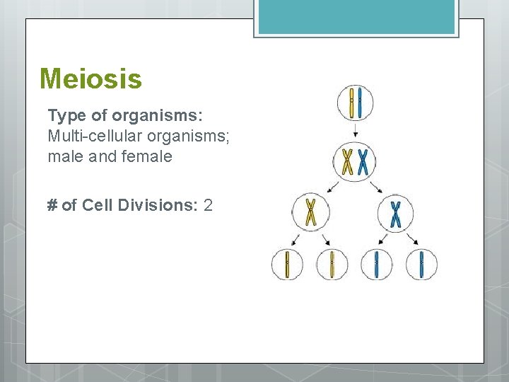 Meiosis Type of organisms: Multi-cellular organisms; male and female # of Cell Divisions: 2