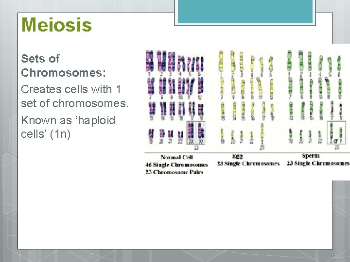 Meiosis Sets of Chromosomes: Creates cells with 1 set of chromosomes. Known as ‘haploid