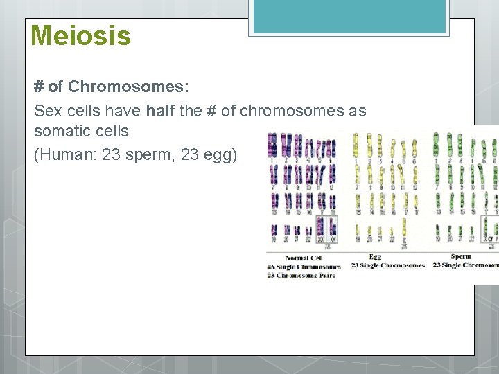 Meiosis # of Chromosomes: Sex cells have half the # of chromosomes as somatic