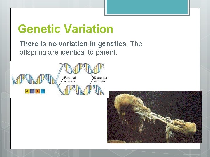 Genetic Variation There is no variation in genetics. The offspring are identical to parent.