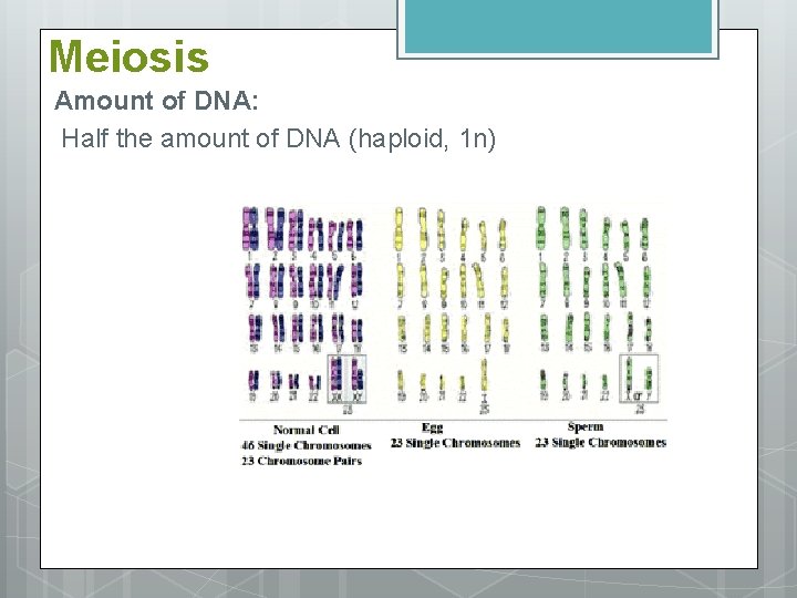 Meiosis Amount of DNA: Half the amount of DNA (haploid, 1 n) 