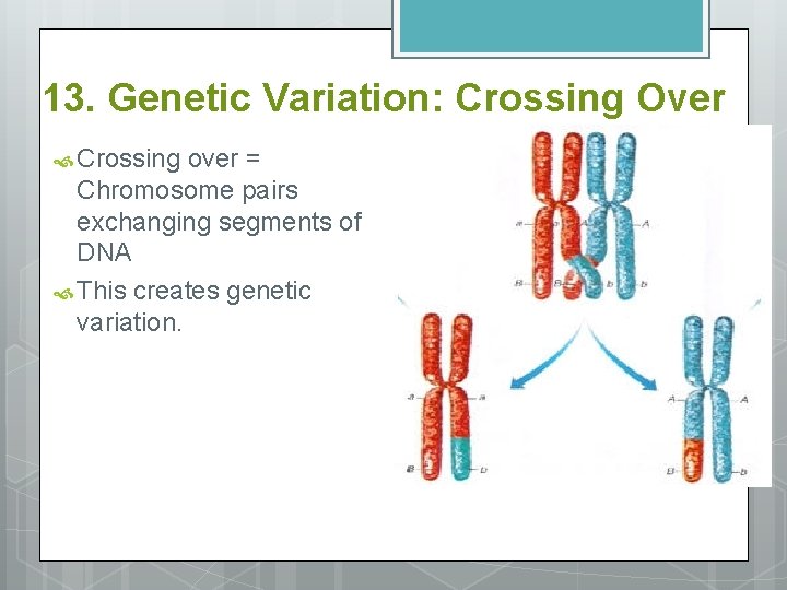 13. Genetic Variation: Crossing Over Crossing over = Chromosome pairs exchanging segments of DNA