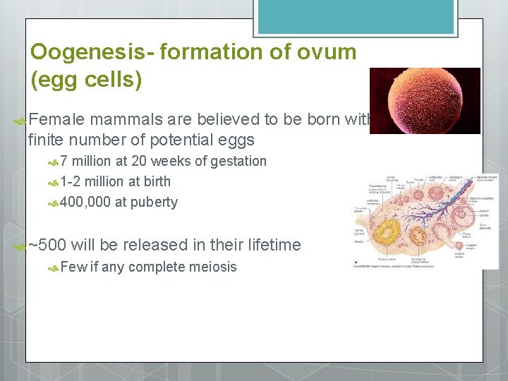 Oogenesis- formation of ovum (egg cells) Female mammals are believed to be born with