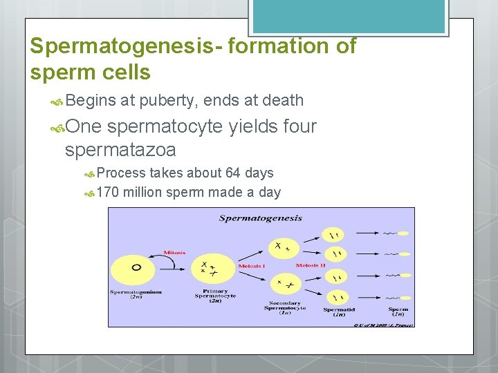 Spermatogenesis- formation of sperm cells Begins at puberty, ends at death One spermatocyte yields