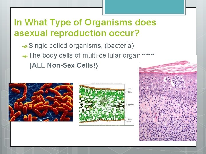 In What Type of Organisms does asexual reproduction occur? Single celled organisms, (bacteria) The