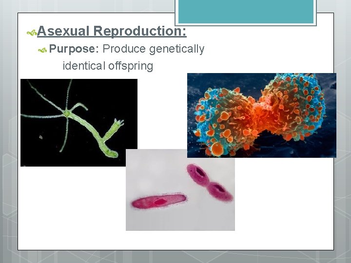  Asexual Reproduction: Purpose: Produce genetically identical offspring 