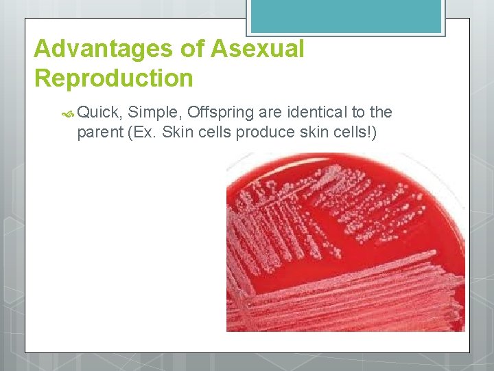 Advantages of Asexual Reproduction Quick, Simple, Offspring are identical to the parent (Ex. Skin