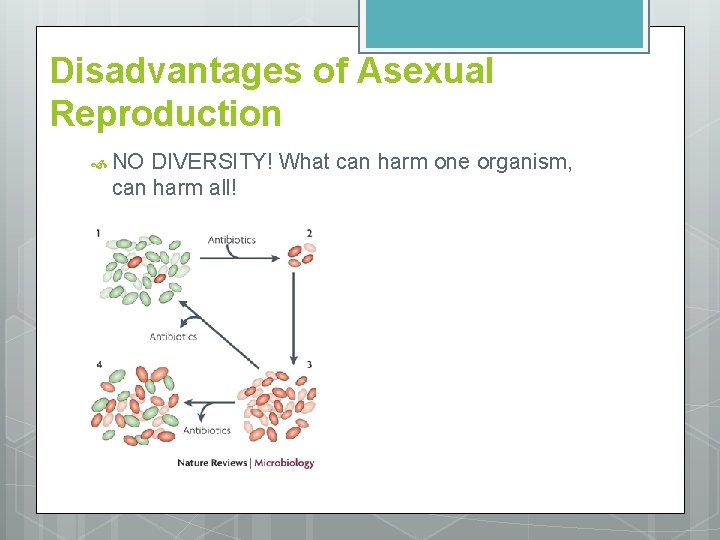 Disadvantages of Asexual Reproduction NO DIVERSITY! What can harm one organism, can harm all!