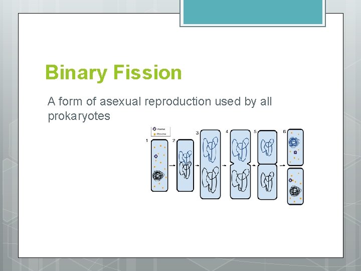 Binary Fission A form of asexual reproduction used by all prokaryotes 