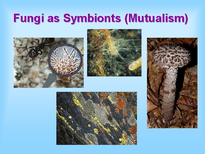 Fungi as Symbionts (Mutualism) 