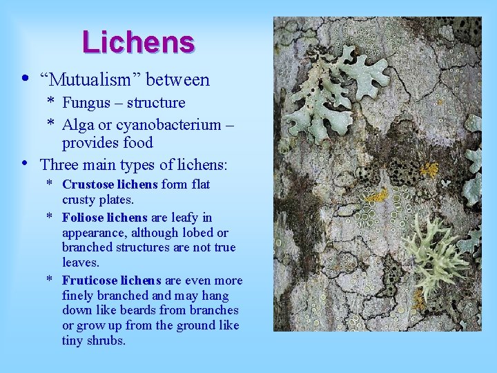 Lichens • “Mutualism” between • * Fungus – structure * Alga or cyanobacterium –