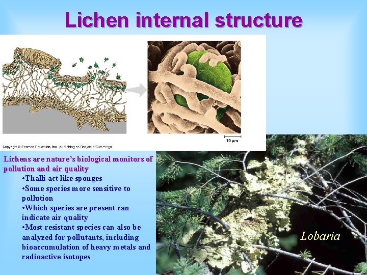 Lichen internal structure Lichens are nature’s biological monitors of pollution and air quality •