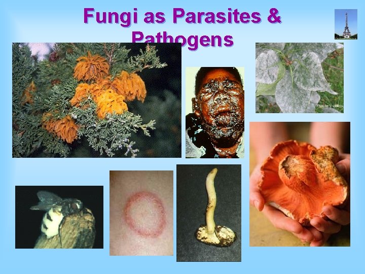 Fungi as Parasites & Pathogens 