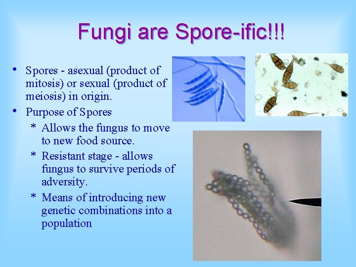 Fungi are Spore-ific!!! • • Spores - asexual (product of mitosis) or sexual (product