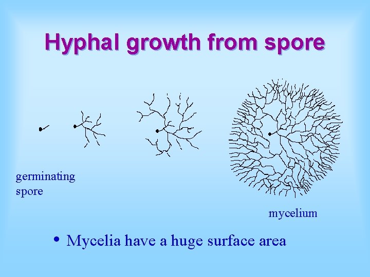 Hyphal growth from spore germinating spore mycelium • Mycelia have a huge surface area