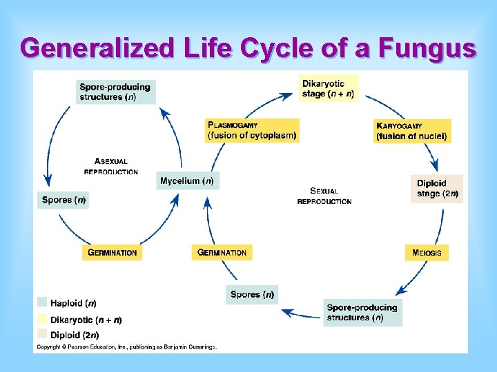 Generalized Life Cycle of a Fungus 