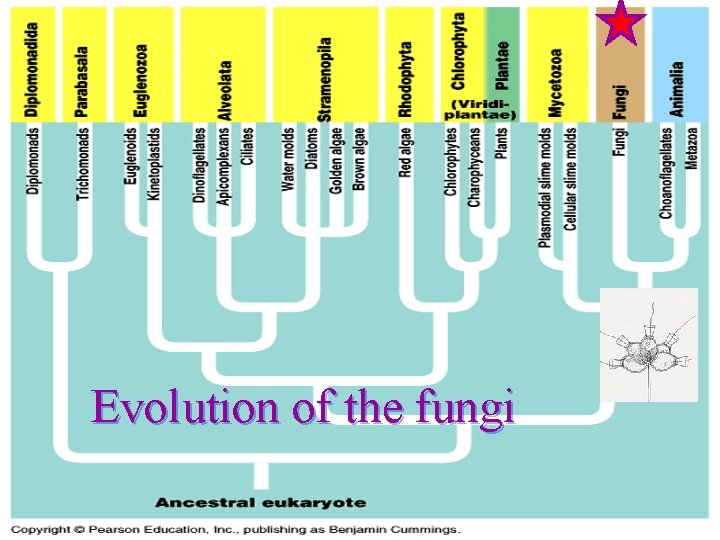 Evolution of the fungi 