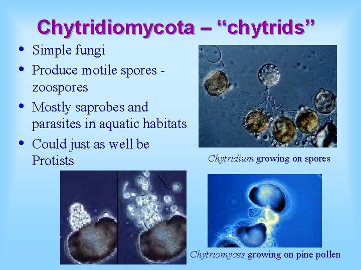  • • Chytridiomycota – “chytrids” Simple fungi Produce motile spores zoospores Mostly saprobes