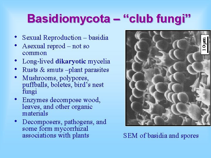 Basidiomycota – “club fungi” • • Sexual Reproduction – basidia Asexual reprod – not