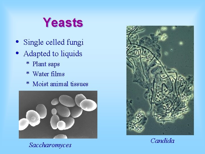 Yeasts • • Single celled fungi Adapted to liquids * Plant saps * Water