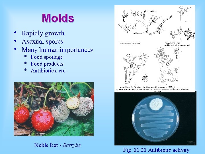 Molds • • • Rapidly growth Asexual spores Many human importances * Food spoilage