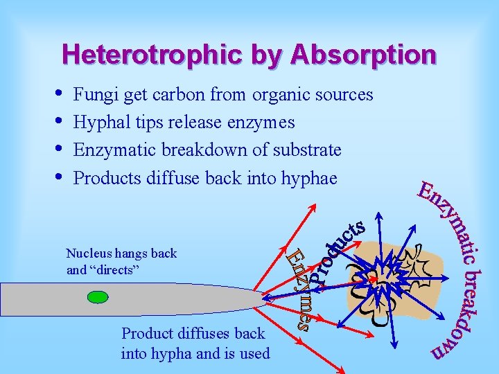 Heterotrophic by Absorption • • Fungi get carbon from organic sources Hyphal tips release