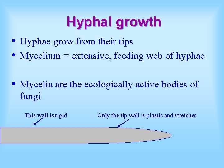 Hyphal growth • • Hyphae grow from their tips Mycelium = extensive, feeding web