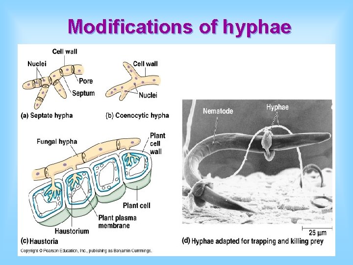 Modifications of hyphae 