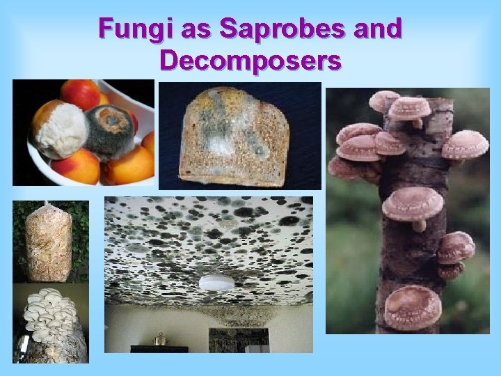 Fungi as Saprobes and Decomposers 