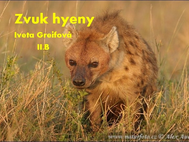 Zvuk hyeny Iveta Greifová II. B 