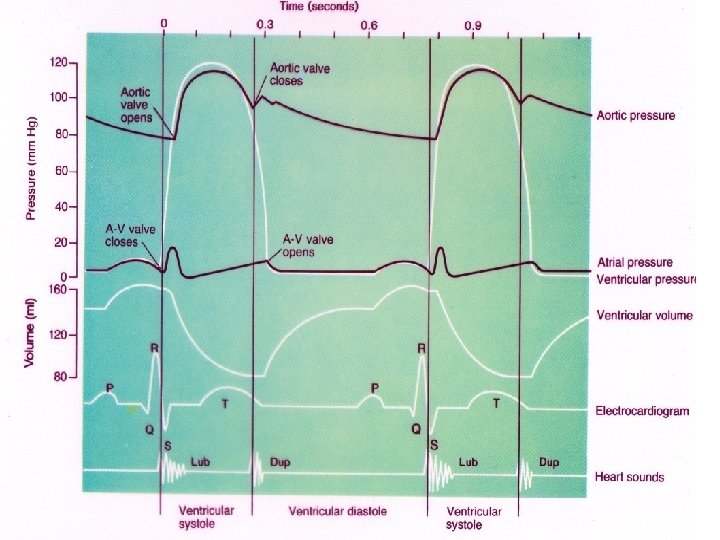 Heart Pump and Cardiac Cycle Faisal I Mohammed