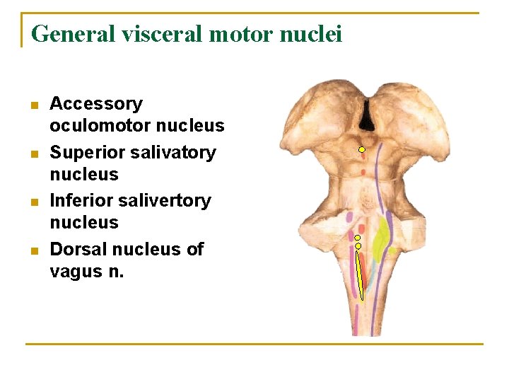 General visceral motor nuclei n n Accessory oculomotor nucleus Superior salivatory nucleus Inferior salivertory
