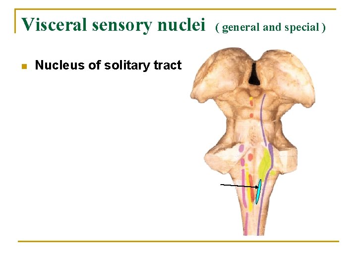 Visceral sensory nuclei n Nucleus of solitary tract ( general and special ) 