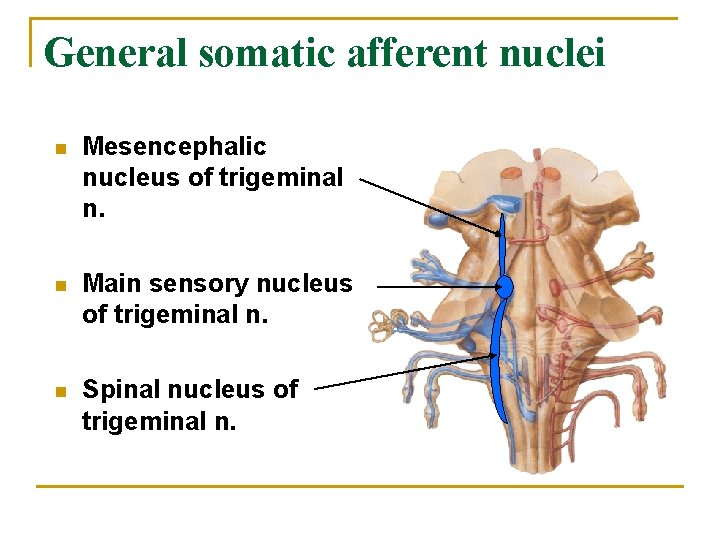 General somatic afferent nuclei n Mesencephalic nucleus of trigeminal n. n Main sensory nucleus