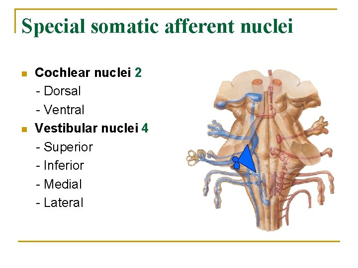 Special somatic afferent nuclei n n Cochlear nuclei 2 - Dorsal - Ventral Vestibular