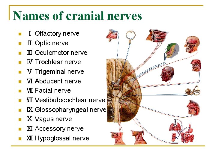 Names of cranial nerves n n n Ⅰ Olfactory nerve Ⅱ Optic nerve Ⅲ
