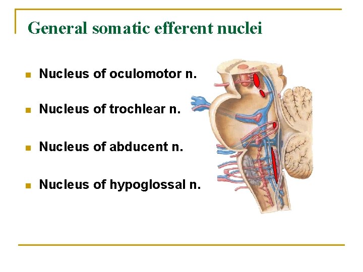 General somatic efferent nuclei n Nucleus of oculomotor n. n Nucleus of trochlear n.